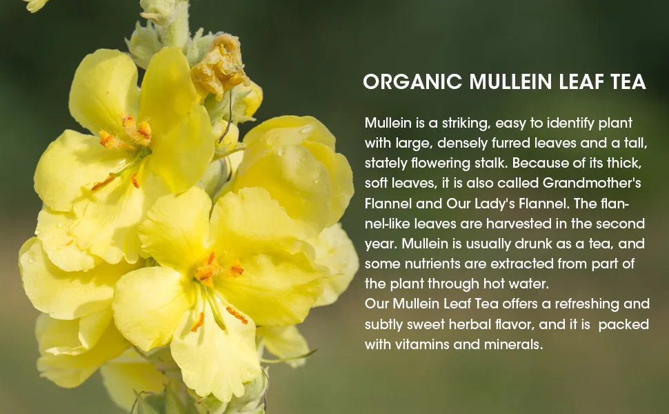 Mullein Leaf Tea - Respiratory and Lung Cleanse Herbal Tea, Caffeine Free, 40 Tea Bags Mullein tea 40 bags - product information 11