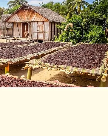 5 Organic Madagascar Vanilla Beans. Whole Grade A Vanilla Pods for Vanilla Extract and Baking - bulk extract making fitnclean grocery spice pantry dessert tahitian chef baker USA bourbon split
