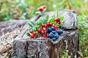 Henn Organics Lip Exfoliator - Natural and Organic Sugar Scrub - Nordic Berries - product information 13