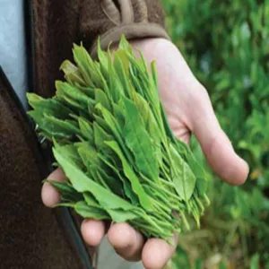 The Tao of Tea Osmanthus Oolong, 1-Pounds - leaf