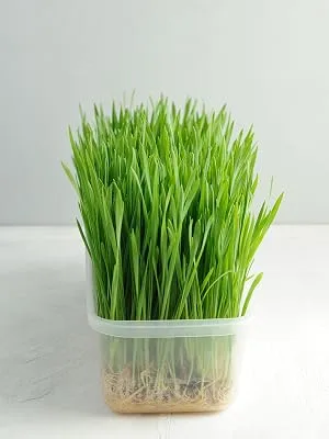 Organic Wheat Berries, 1 Pound  Non-GMO, Kosher, Raw, Sproutable, Vegan, Sodium and Sugar Free 1 Pound (Pack of 1) - Wheatgrass in a container sprouted from wheat berries by food to live