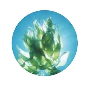 AQUAGE Equalizing Detangler, 12 oz. - SEA BOTANICALS