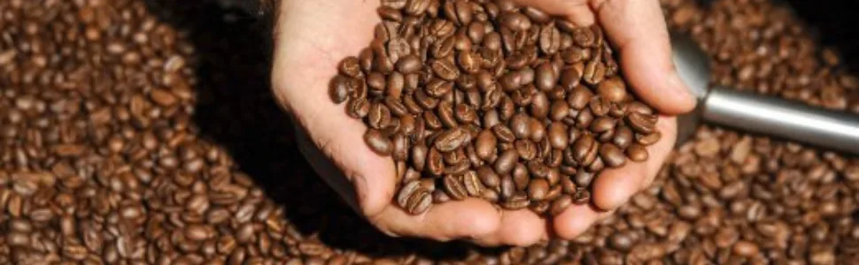 Screen 18 Specialty Grade Ground Coffee Gift Set, 4 Bags (12 Oz. Each), Medium Dark Roast Sampler Variety Box Includes 4 Unique Blends - COFFEE BEANS