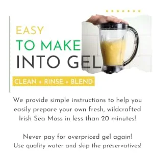 IRISH Sea Moss from Ireland | WILDCRAFTED | Chondrus Crispus | Raw Irish Moss | Golden - Easy to make