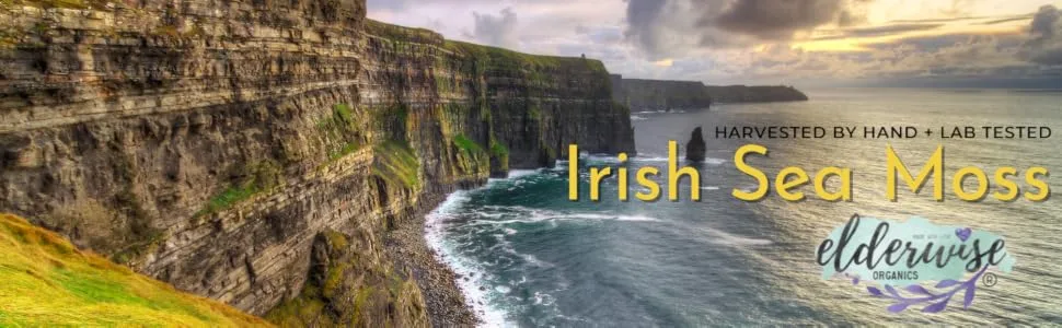 IRISH Sea Moss from Ireland | WILDCRAFTED | Chondrus Crispus | Raw Irish Moss | Golden - Irish Sea Moss