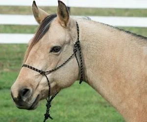 Weaver Leather Silvertip #95 Rope Halter Draft Black - product information 7