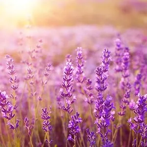 SpaLife Naturally Infused Bath Tea (3 Pack) (Lavender) - lavender fields