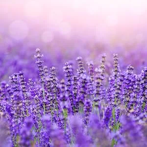 SpaLife Naturally Infused Bath Tea (3 Pack) (Lavender) - lavender fields