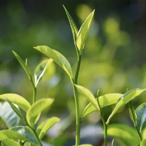 YUMMYVITE Green Tea Extract 98% - 3X Strength, 75% Polyphenol Catechins, 45% EGCG, Super Antioxidant - 60 Capsules - Green Tea Plant