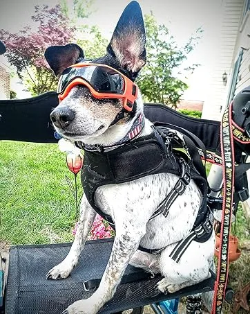Petleso Dog Goggles Medium Breed, Dog Sunglasses for Medium Dogs Eye Protection Windproof, Black - medium dog