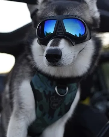 Petleso Dog Goggles Medium Breed, Dog Sunglasses for Medium Dogs Eye Protection Windproof, Black - medium goggles