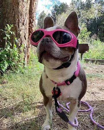 Petleso Dog Goggles Medium Breed, Dog Sunglasses for Medium Dogs Eye Protection Windproof, Black - small
