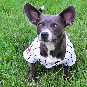 Pets First NFL Pet Leash Small - product information 4