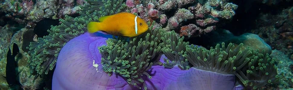 Aloe Cadabra Ocean Safe Lube - yellow fish with white stripe swimming in reef and purple sea anemone.