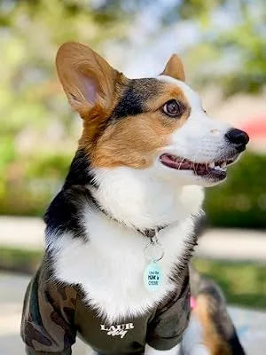 Pets First CHI-3036-MED NFL Chicago Bears Collar, Medium - product information 2