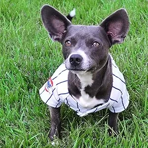 Pets First CHI-3036-MED NFL Chicago Bears Collar, Medium - product information 4