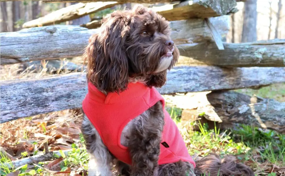 Gooby Fleece Vest Dog Sweater - Lime, Large - Warm Pullover Fleece Dog Jacket with O-Ring Leash - Winter Small Dog Sweater Coat - Cold Weather Dog Clothes for Small Dogs Boy or Girl Large chest (18.75") Lime - Fleece Vest