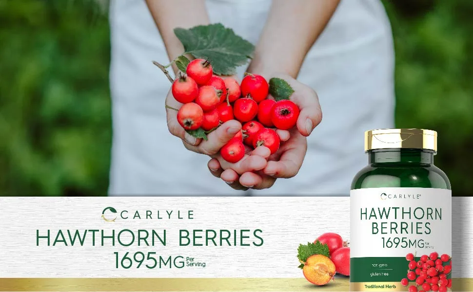 Carlyle Hawthorn Berry Capsules | 1695mg | 250 Capsules | Vegetarian, Non-GMO, Gluten Free Extract - Hawthorne