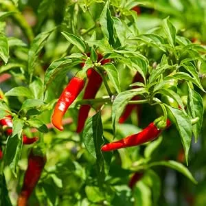 BIO KRAUTER Cayenne Pepper Supplement - 2 Fl.Oz - product information 6