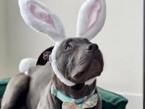 Midlee White Bunny Ears for Dogs with Tail (Small) - white Easter bunny ears