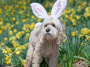 Midlee White Bunny Ears for Dogs with Tail (Small) - white easter bunny ears