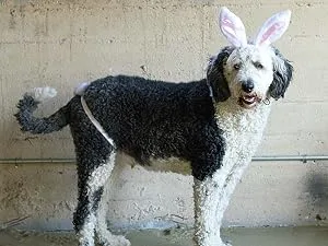Midlee White Bunny Ears for Dogs with Tail (Small) - White Easter Bunny Ears and Tail