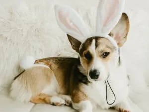 Midlee White Bunny Ears for Dogs with Tail (Small) - white easter bunny ears and tail