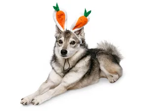 Midlee Carrot Bunny Ears Easter Dog Headband Costume (Small) - carrot bunny ears