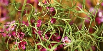 SuperMoss (26914) Spanish Moss Preserved, Natural, 8oz (200 cubic inch) Natural 200 cubic in Bag (Appx. 8oz) - Spanish Moss Macro