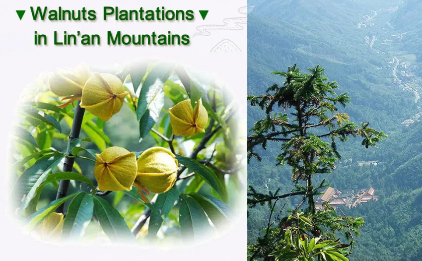 Chinese Peeled Walnuts,New Walnuts Kernels picked in Sep 2022,Linan Mountain Walnuts Kernels,Walnut Meat, Net 170g/6oz.,  (Creamy) - plantation1