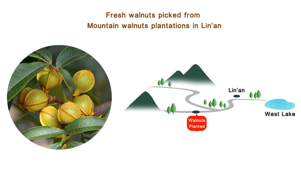 Chinese Peeled Walnuts,New Walnuts Kernels picked in Sep 2022,Linan Mountain Walnuts Kernels,Walnut Meat, Net 170g/6oz.,  (Creamy) - plantation2