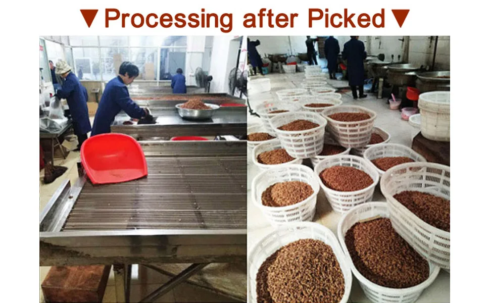 Chinese Peeled Walnuts,New Walnuts Kernels picked in Sep 2022,Linan Mountain Walnuts Kernels,Walnut Meat, Net 170g/6oz.,  (Creamy) - process1