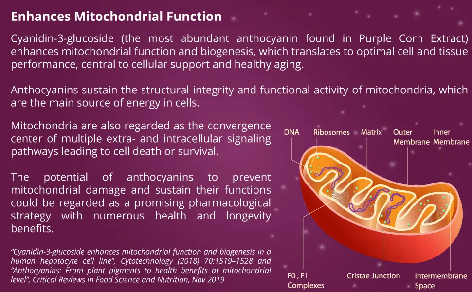 CellFend Purple Corn Extract - Super Antioxidant - Mitochondrial Support - Potent 30:1 Extract - 60 Vegan Capsules (500mg) - Enhances Mitochondrial Function