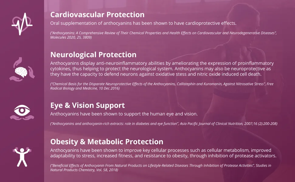 CellFend Purple Corn Extract - Super Antioxidant - Mitochondrial Support - Potent 30:1 Extract - 60 Vegan Capsules (500mg) - Purple Corn Extract - Cardiovascular, Neurological, Metabolic, and Eye/Vision Support & Protection