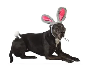Midlee Easter Bunny Gray & Pink Rabbit Ears for Large Dogs Headband with Tail - easter bunny