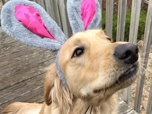 Midlee Easter Bunny Gray & Pink Rabbit Ears for Large Dogs Headband with Tail - easter bunny ears and tail
