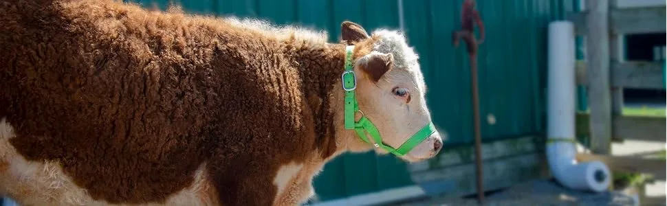 Derby Originals Adjustable Nylon Livestock Cattle Halters Available Large (800-1400lbs) Red - product information 1