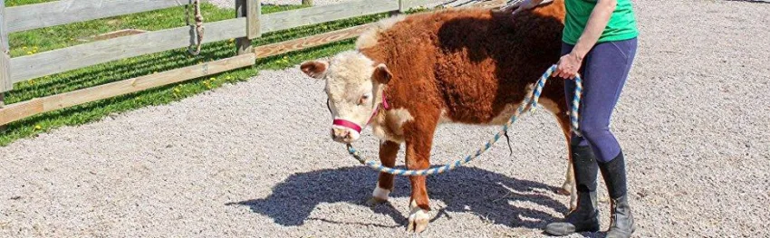 Derby Originals Adjustable Nylon Livestock Cattle Halters Available Large (800-1400lbs) Red - product information 9