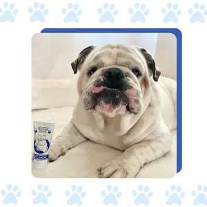 Squishface Wrinkle Paste Cleans & Protects Dog Wrinkles - 2 Oz. - Squishface Wrinkle Paste