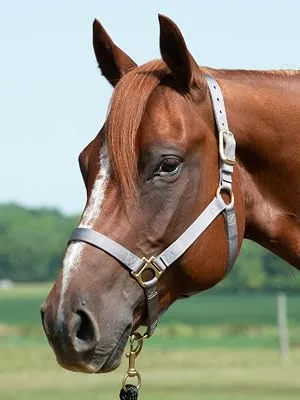 Weaver Leather Basic Non-Adjustable Nylon Horse Halter Average Horse Blue - halter on horse