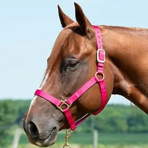 Weaver Leather Basic Non-Adjustable Nylon Horse Halter Average Horse Blue - Halter on Horse