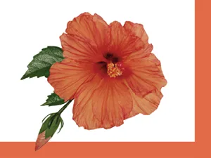PHYTO Phytocolor Shine Activating Care, 5.07 Fl Oz - Hibiscus picture