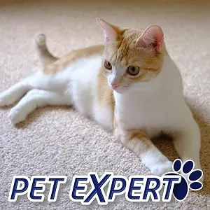 Resolve Pet Carpet Spot & Stain Remover Spray Refill, 60oz, cleans pet messes (SYNCHKG097508) - resolve pet carpet cleaner stain remover spot and stain carpet pet stain spot remover spray cleaning