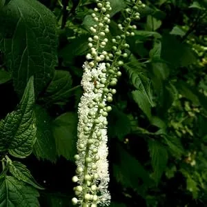 Vitanica Black Cohosh, Cimicifuga Extract Plus, Vegan, 120 Capsules - Black Cohosh