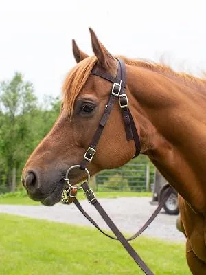 Tahoe Tack Plain Double Layer Nylon Headstall with Reins, Multiple Colors & Sizes Available Pink Full - Handsome horse proudly wears western headstall