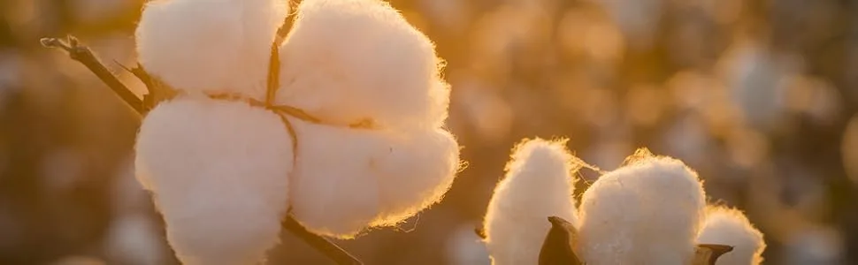 Grown in The USA Raw Cotton Stuffing/Batting. (1lb) - cotton
