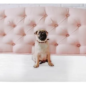 Inspire Super and Ultra Absorbent Disposable Bed Pads (23" X 36" Reusable 3 Pack) - puppy pad