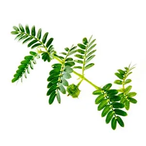 Force Factor Tribulus Terrestris 60ct (pack of 2) 60 Count (Pack of 2) - Tribulus Terrestris
