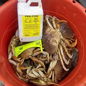 Pro-Cure Crab & Shrimp Attractant, 1/2 Gallon - Large bucket of crab caught using Pro-Cure Crab and Shrimp Attractant