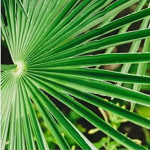 Urinozinc Plus - Prostate Supplement with Beta Sitosterol & Saw Palmetto  Reduce Frequent Urination Concerns & Support your Prostate Health, 180 Caplets - Sawpalmetto